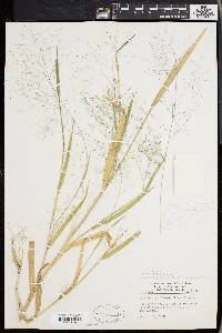 Panicum philadelphicum image