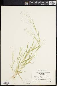 Panicum philadelphicum image