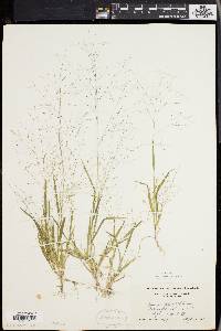 Panicum philadelphicum image