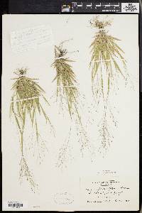 Panicum philadelphicum image