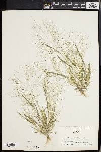 Panicum philadelphicum image