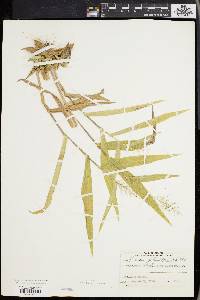 Panicum polyanthes image