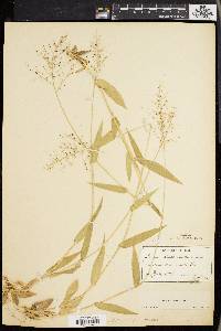 Panicum sphaerocarpon image