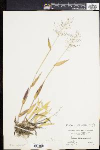 Panicum sphaerocarpon image