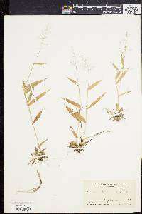 Panicum sphaerocarpon image