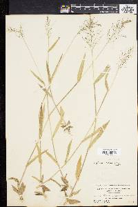 Dichanthelium sphaerocarpon image
