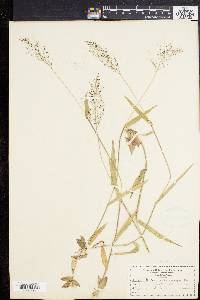 Panicum sphaerocarpon image