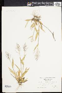 Panicum sphaerocarpon image