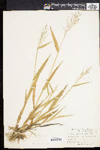 Panicum sphaerocarpon image