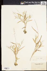 Panicum sphaerocarpon image