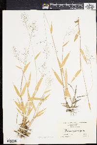 Panicum sphaerocarpon image