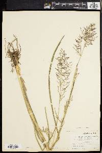 Panicum stipitatum image