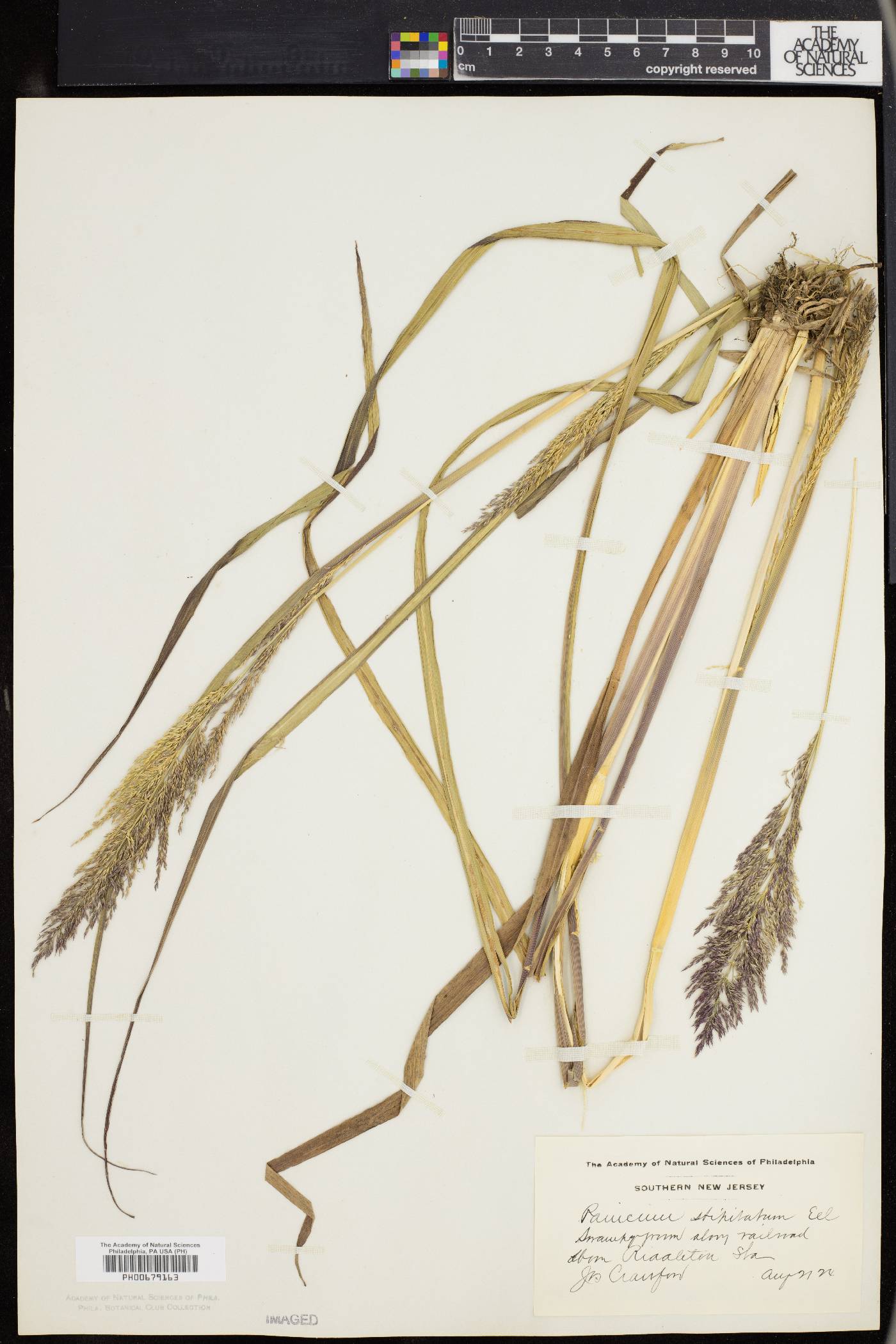 Panicum stipitatum image