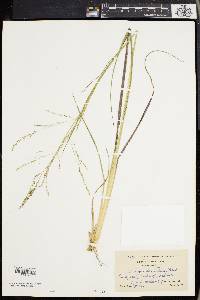 Panicum stipitatum image