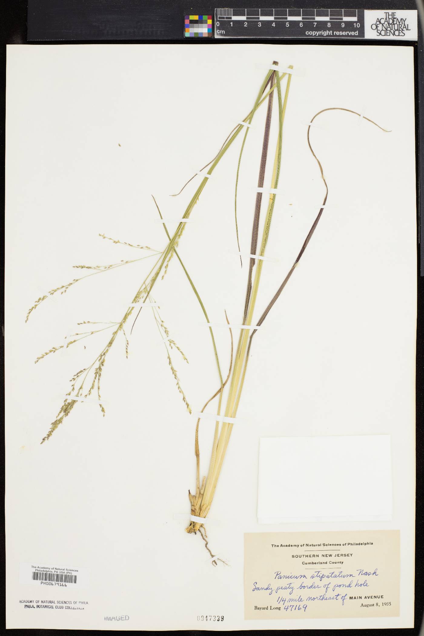 Panicum stipitatum image