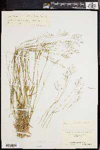 Panicum trifolium image