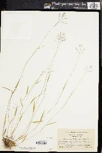 Panicum trifolium image