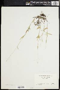 Panicum trifolium image