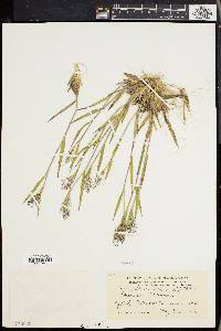 Panicum tsugetorum image