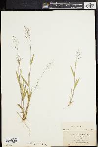 Panicum tsugetorum image