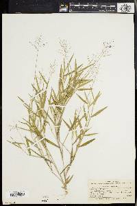 Panicum tsugetorum image