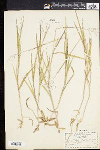 Panicum villosissimum image