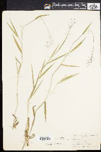 Panicum villosissimum image