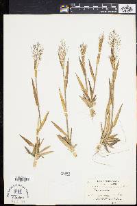 Panicum villosissimum image