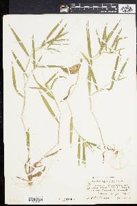 Panicum villosissimum image