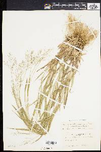 Panicum villosissimum image