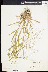 Panicum villosissimum image