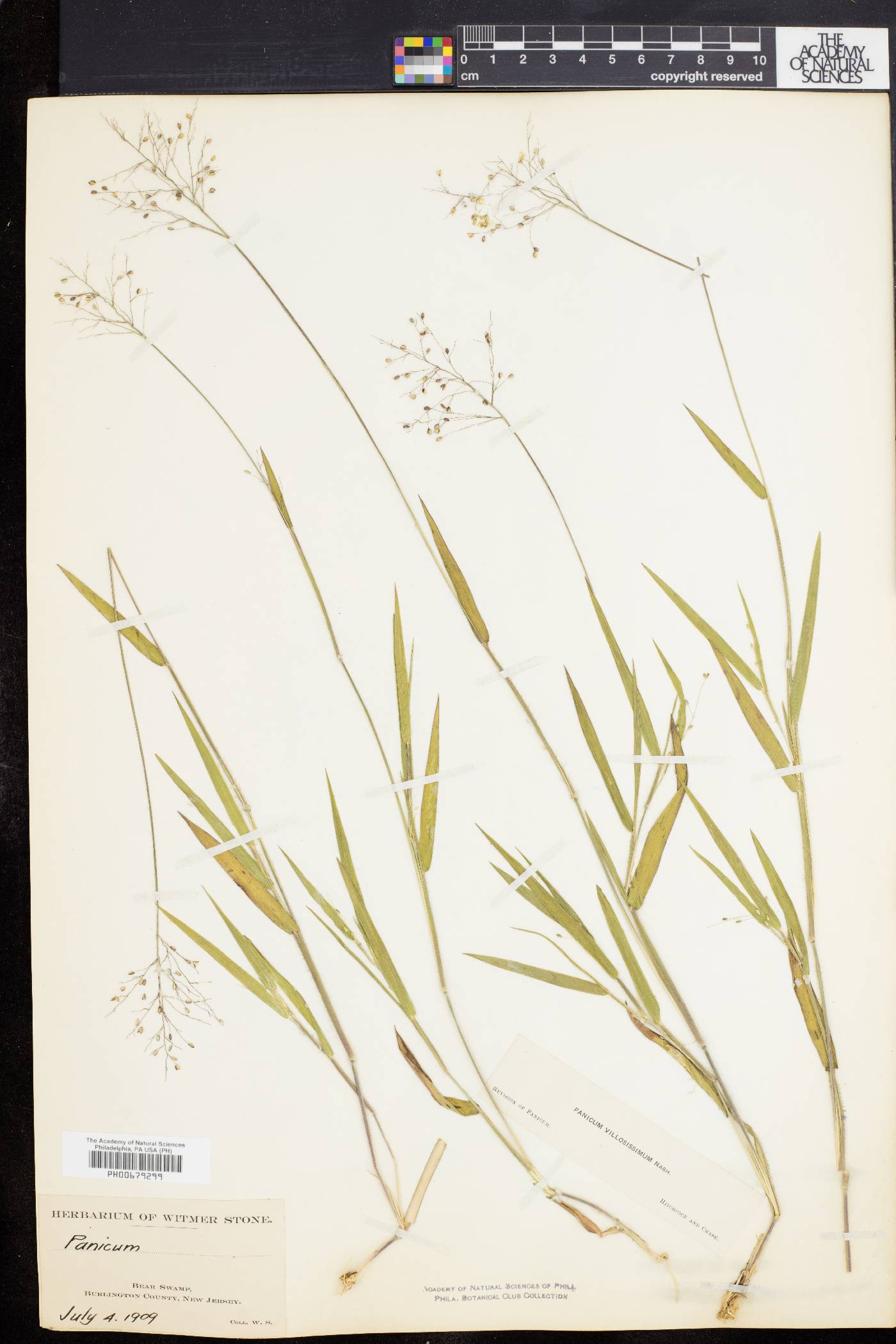 Panicum villosissimum image