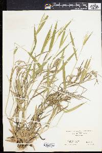 Panicum villosissimum image