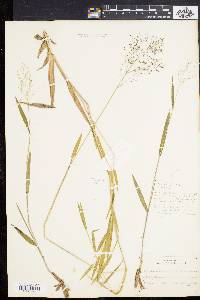 Panicum villosissimum image