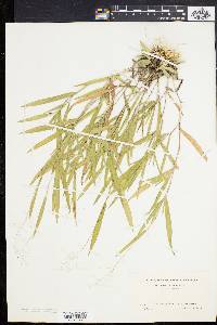 Panicum villosissimum image