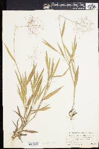 Panicum villosissimum image