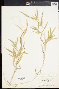 Panicum villosissimum image