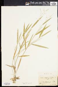 Panicum villosissimum image