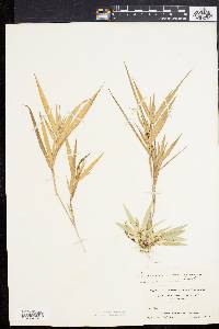 Panicum villosissimum image