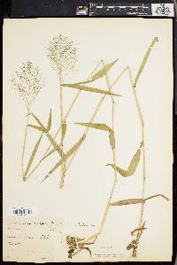 Panicum microcarpon image