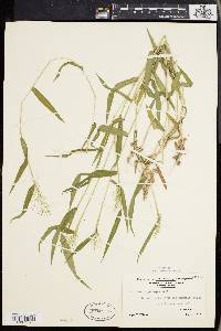 Panicum microcarpon image