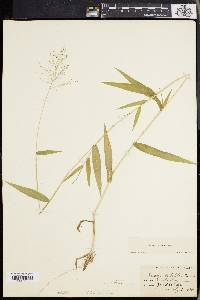 Panicum microcarpon image