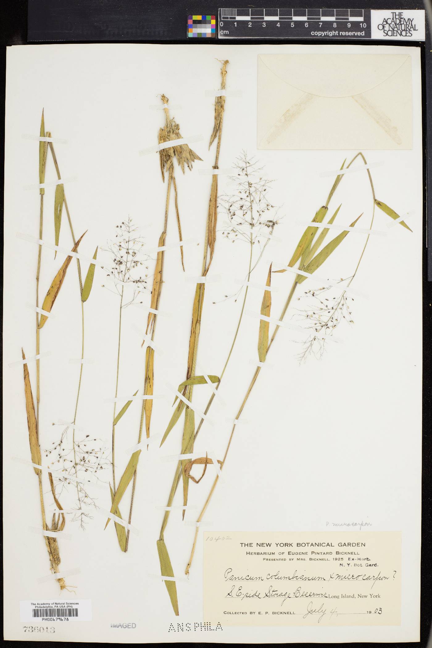 Panicum microcarpon image