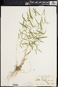 Panicum microcarpon image