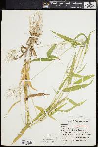 Panicum microcarpon image