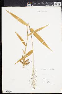 Dichanthelium polyanthes image