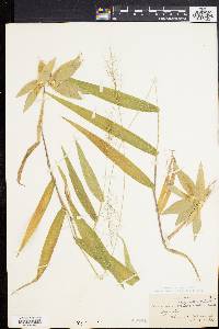 Panicum polyanthes image