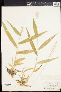 Panicum polyanthes image