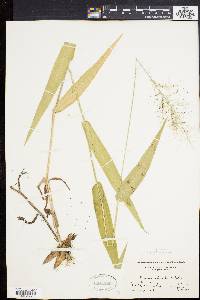 Dichanthelium polyanthes image