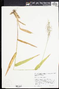 Dichanthelium polyanthes image